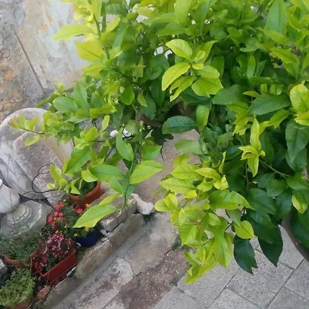 Keti Apartamento Milna (Brac)